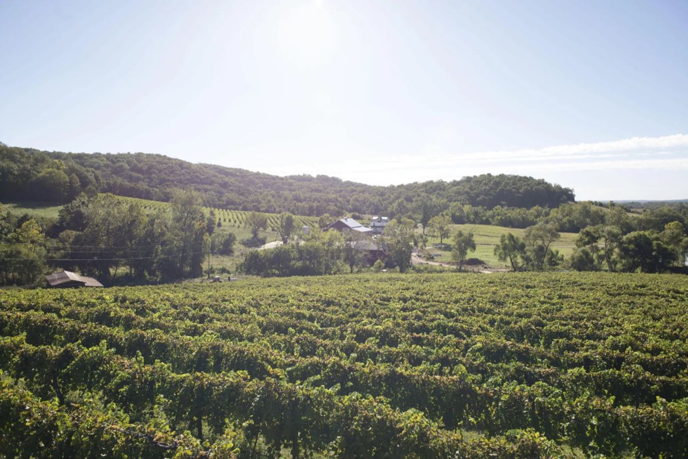 Rows of green grapevines on rolling Missouri hills with a red barn and farmhouse in the valley